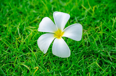 A flower on grassの写真素材