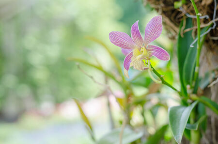 Beautiful orchid blooming on theeの写真素材