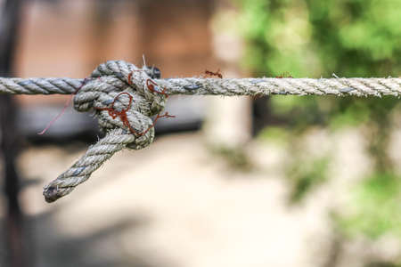 The ants are walking on the rope. There is a Bokeh background.