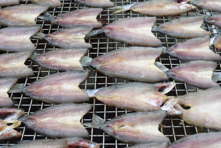 Row of Salt Fish Dry Under The Sun 