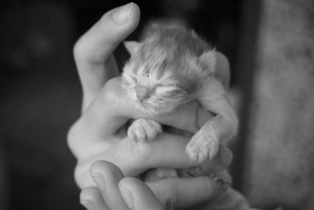 New born kitten in black and white