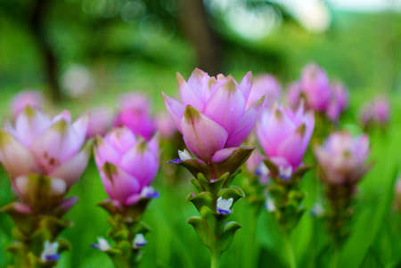 Field of Siam tulip flowers 