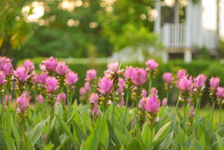 Field of Siam tulip flowers in sunsetの写真素材