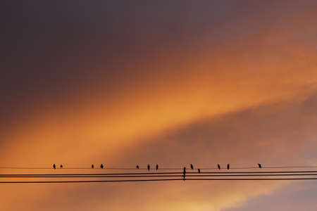 Sunset Cloudscape and Silhouette Birds on wire の写真素材