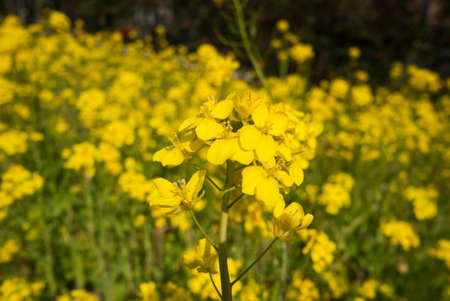 rape flower closeup in rape field