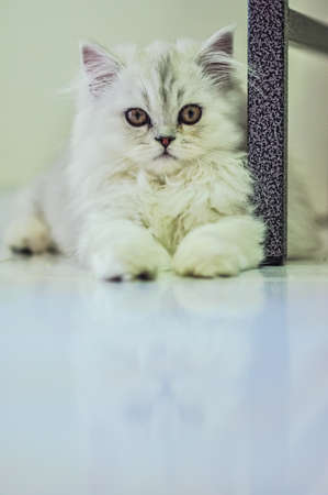 persian chinchilla kitten cat  lovelyの写真素材