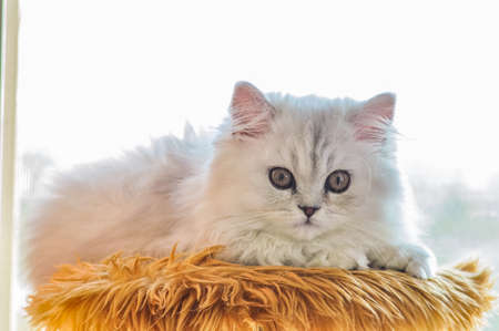 persian chinchilla kitten cat の写真素材