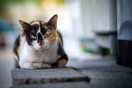 thai cat beautyの写真素材