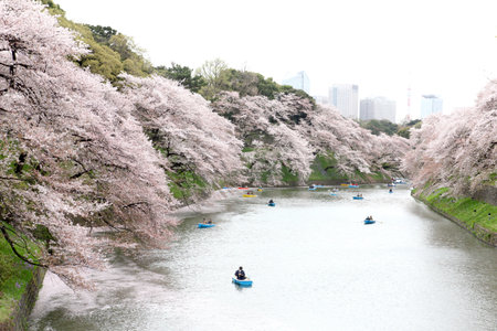 Tokyo,Japan - April 04 : An unidentified people paddle relaxing in Cherry blossom viewing festival at Chidorigafuchi park on 04 April 2015,Tokyo,Japanのeditorial素材