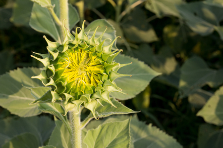 Closed up of sunflower budの写真素材
