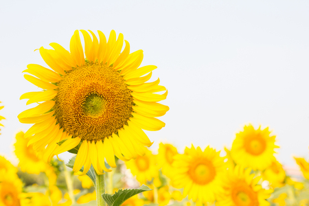 Beautiful sunflower fieldの写真素材