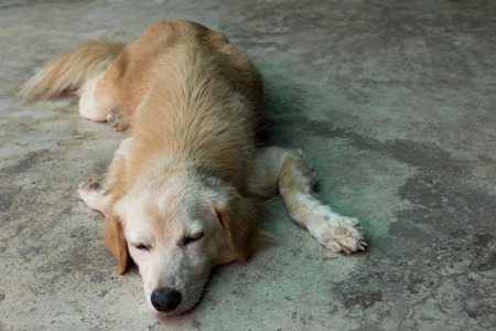 Brown dog lay down on the floor backgroundの写真素材