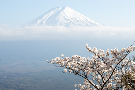 Fuji mountain  in japan as background with sakura blossom as foregroundの写真素材