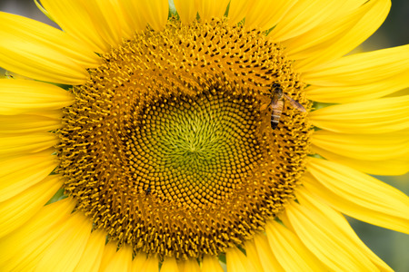 Closed up of sunflower plant with bee backgroundの写真素材