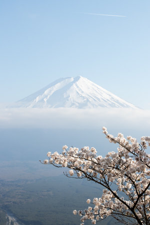 Fuji mountain  in japan as background with sakura blossom as foregroundのeditorial素材