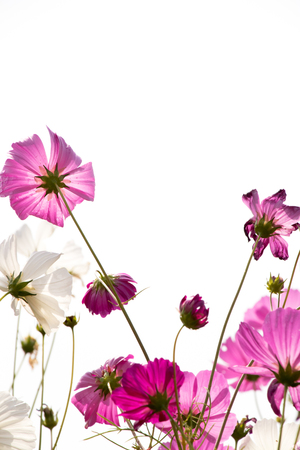 Beautiful pink color cosmos flower on white sky backgroundの写真素材