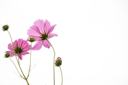 Beautiful pink color cosmos flower on white sky backgroundの写真素材
