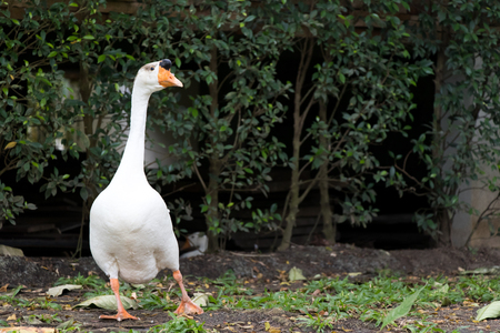 White goose walk on green grass backgroundの写真素材