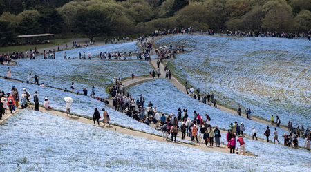 Ibaraki, Japan April 25, 2017 : Nemophila ("baby blue eyes") hill at Hitachi seaside park at Ibaraki Japan. This place is the famous attraction place during spring period.のeditorial素材