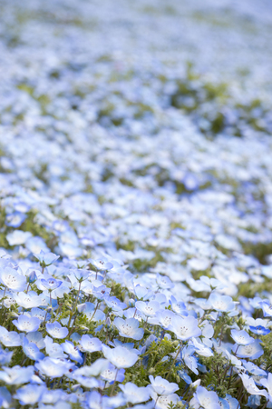 Nemophila (Baby blue eyes) grow as the carpet backgroundの写真素材
