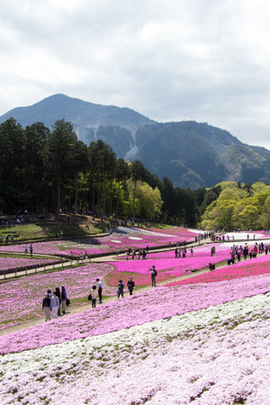 SAITAMA JAPAN - APR 28, 2017: Pink moss (Shibazakura, Phlox subulata) flower at Hitsujiyama Park in Saitama Prefecture, Kanto area, Japan. This is the famous place for tourist attraction.のeditorial素材