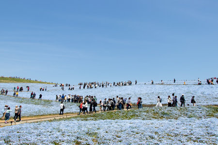 Ibaraki, Japan April 25, 2017 : Nemophila ("baby blue eyes") hill at Hitachi seaside park at Ibaraki Japan. This place is the famous attraction place during spring period.のeditorial素材