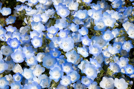 Closed up of Nemophila (Baby blue eyes) flower backgroundの写真素材