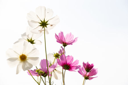 Beautiful pink color cosmos flower on white sky backgroundの写真素材