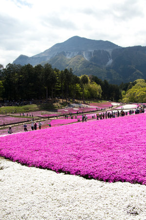 SAITAMA JAPAN - APR 28, 2017: Pink moss (Shibazakura, Phlox subulata) flower at Hitsujiyama Park in Saitama Prefecture, Kanto area, Japan. This is the famous place for tourist attraction.のeditorial素材