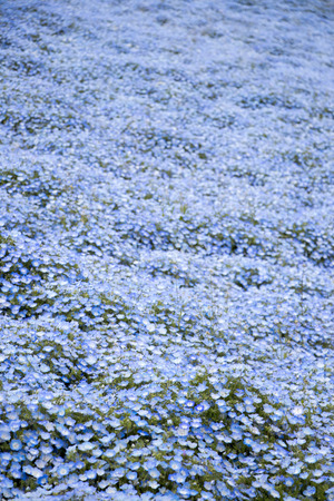 Nemophila (Baby blue eyes) grow as the carpet backgroundの写真素材