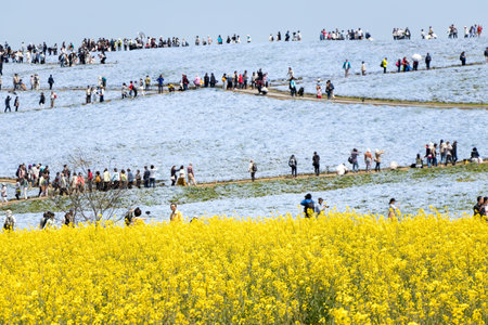 Ibaraki, Japan April 25, 2017 : Nemophila ("baby blue eyes") hill at Hitachi seaside park at Ibaraki Japan. This place is the famous attraction place during spring period.のeditorial素材