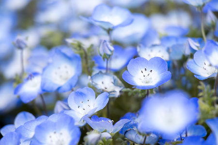Closed up of Nemophila (Baby blue eyes) flower backgroundの写真素材