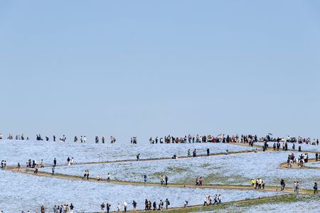 Ibaraki, Japan April 25, 2017 : Nemophila ("baby blue eyes") hill at Hitachi seaside park at Ibaraki Japan. This place is the famous attraction place during spring period.のeditorial素材