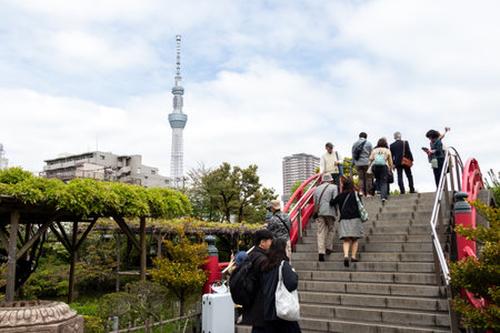 Tokyo, Japan, May 1, 2019 : Unidentified tourist travel to see bloom fuji wisteria at Kameido Tenjin...