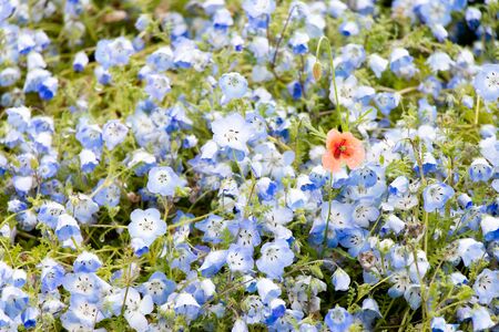 Red flower growth among blue nemophila background (Concept for differentiate from other, leader or unique)の写真素材