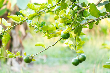 Green color of fresh lime with leaf background