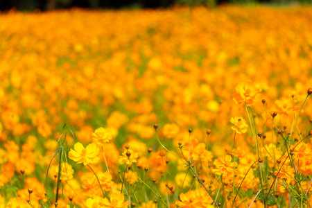 Beautiful yellow color cosmos (Cosmos sulphureus) flower field backgroundの写真素材