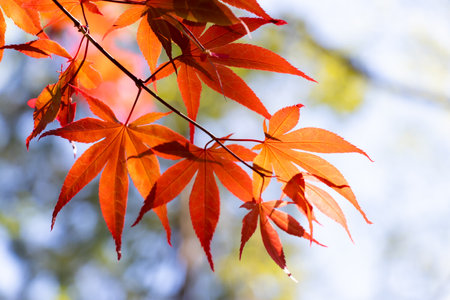 Red color of falling leaf with blurred leaf and sky background