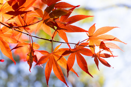 Red color of falling leaf with blurred leaf and sky background