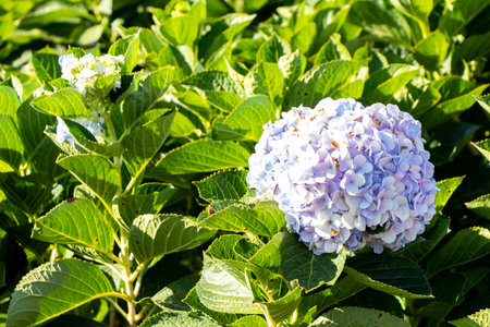 Blue and violet color of Hydrengea flowerwith green leaf background