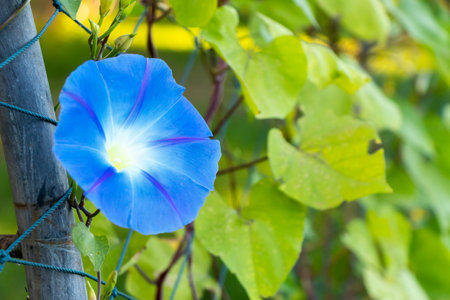 Blue color morning glory flower climb on fenbce background
