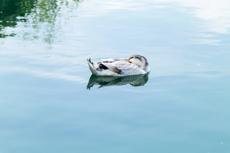 White duck is sleeping during floating on lake backgroundの写真素材