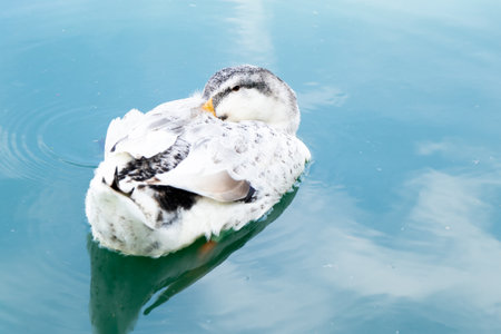 White duck is sleeping during floating on lake backgroundの写真素材