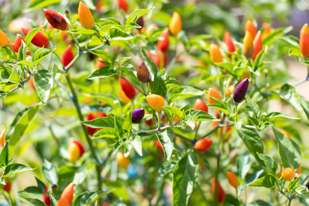 Closed up of yellow, red, purple color chilli plant with blurred backgroundの写真素材