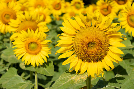 Beautiful yellow color sunflower in the agriculture farm backgroundの写真素材