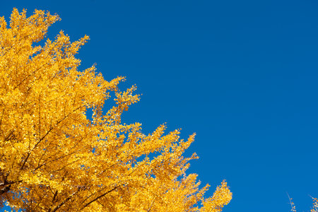 Yellow color of Ginkgo tree leaf on clear blue sky background