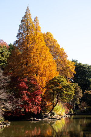 Background of group of tree with color red, yellow and green in autumn season with the pond as foregroundの写真素材