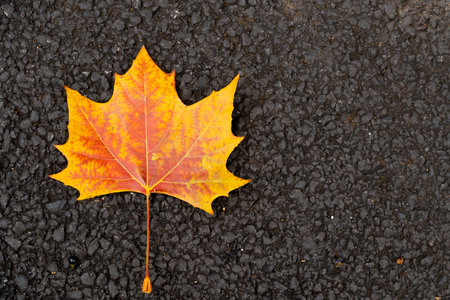 Red orange color of maple leaf on black texture background