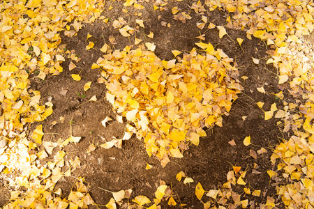 Falling yellow leaf in heart shape on soil backgroundの写真素材