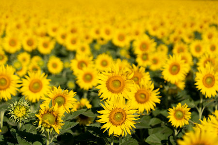 Beautiful yellow color sunflower in the agriculture farm background
